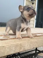 Bear, a male French Bulldog for sale in Berlin, MD – 1 of 7