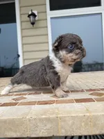 Chloe, a female French Bulldog for sale in Berlin, MD – 7 of 9