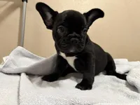 Mia, a female French Bulldog for sale in Tulare, CA – 2 of 4