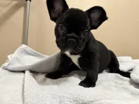 Mia, a female French Bulldog for sale in Tulare, CA – 3 of 4