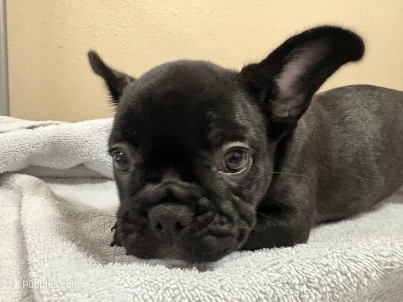 Mia – French Bulldog puppy for sale in Tulare, CA