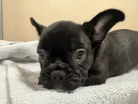 Mia, a female French Bulldog for sale in Tulare, CA – 1 of 4