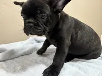 Mama, a female French Bulldog for sale in Tulare, CA – 2 of 2