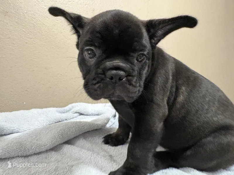 Mama – French Bulldog puppy for sale in Tulare, CA