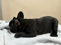Mia, a female French Bulldog for sale in Tulare, CA – 4 of 4