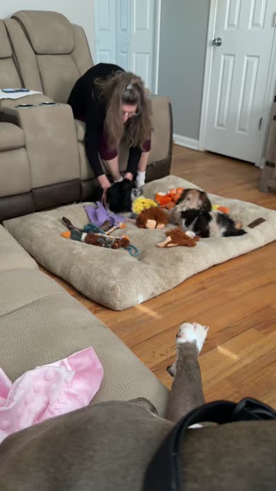 Spaniel 2, a male Cocker Spaniel for sale in Winchester, VA – 4 of 4