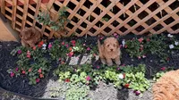 Cavapoo 3, a female Cavapoo for sale in Winchester, VA – 2 of 3