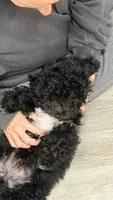 Shihpoos one, a male Shihpoo for sale in Winchester, VA – 2 of 3