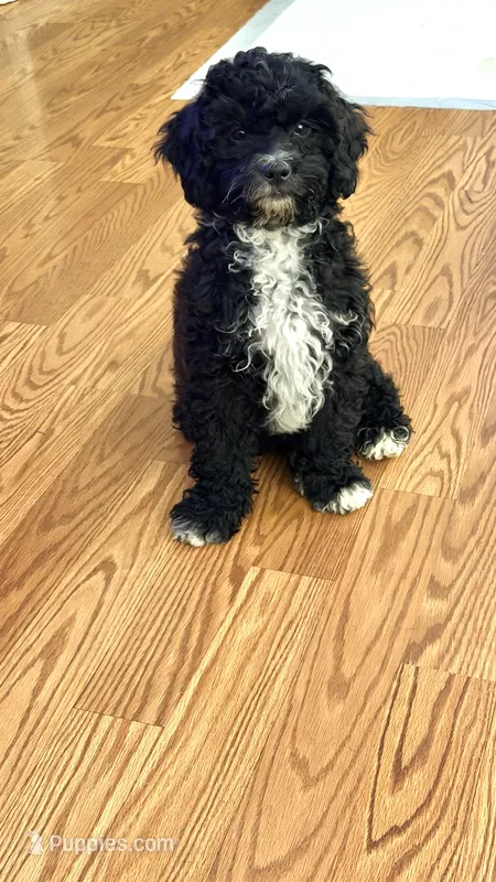 Shihpoo 2 – Shihpoo puppy for sale in Winchester, VA