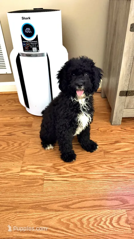 Shihpoos one – Shihpoo puppy for sale in Winchester, VA