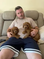 Cavapoo 2, a male Cavapoo for sale in Winchester, VA – 3 of 3