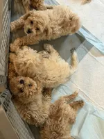 Bichpoo2, a female Bichpoo for sale in Winchester, VA – 2 of 3
