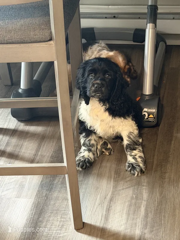 Spaniel 2 – Cocker Spaniel puppy for sale in Winchester, VA