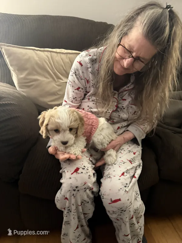Cavapoo – Cavapoo puppy for sale in Winchester, VA