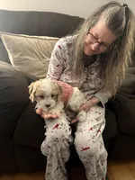 Cavapoo, a male Cavapoo for sale in Winchester, VA – 1 of 7