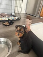 Yorkie 1, a female Yorkshire Terrier for sale in Yorktown, VA – Photo 5 of 5