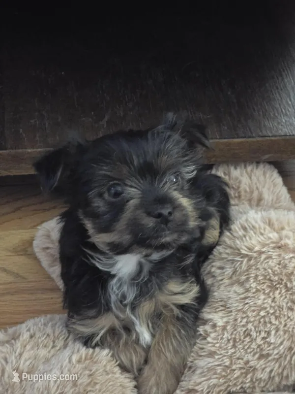 Yorkie 1 – Yorkshire Terrier puppy for sale in Winchester, VA