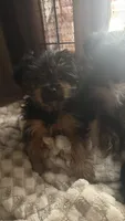 Yorkie 1, a female Yorkshire Terrier for sale in Winchester, VA – Photo 2 of 4