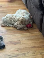 Cavapoo female, a female Cavapoo for sale in Winchester, VA – 3 of 10