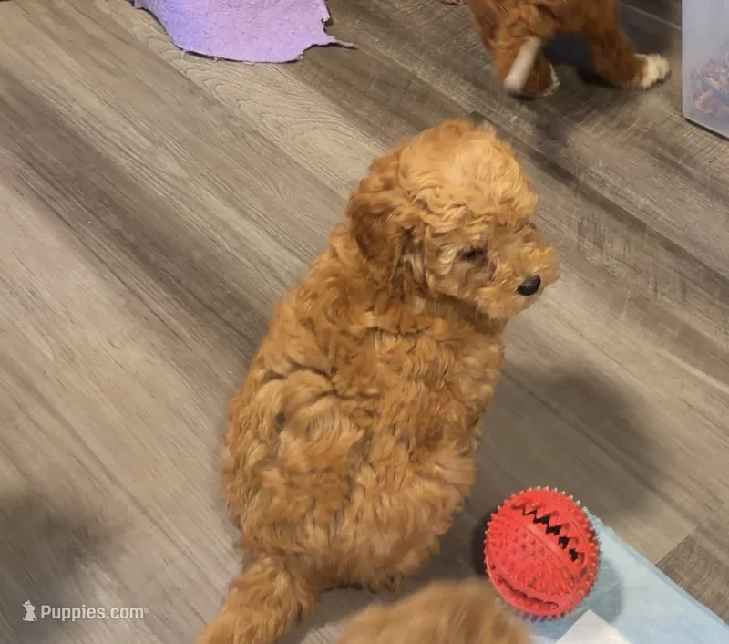Bichpoo2 – Bichpoo puppy for sale in Winchester, VA