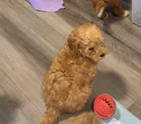Bichpoo2, a female Bichpoo for sale in Winchester, VA – 1 of 3