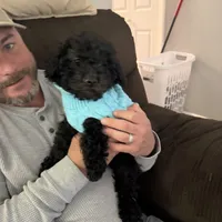 Cockapoo 3, a male Cockapoo for sale in Yorktown, VA – Photo 1 of 7