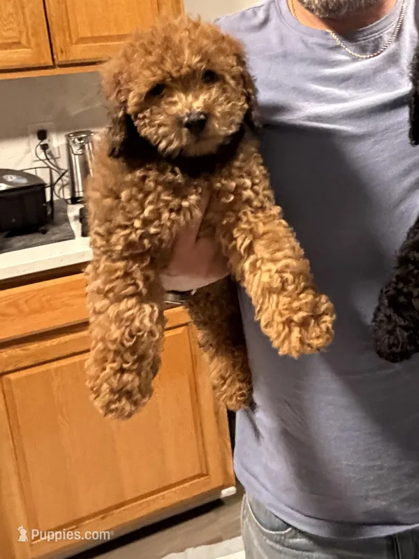 Cockapoo 3, a male Cockapoo for sale in Winchester, VA – Photo 1 of 5