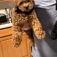 Cockapoo 3, a male Cockapoo for sale in Yorktown, VA – Photo 2 of 7
