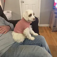 Cockapoo 3, a male Cockapoo for sale in Yorktown, VA – Photo 7 of 7