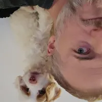 Cockapoo 3, a male Cockapoo for sale in Yorktown, VA – Photo 4 of 7