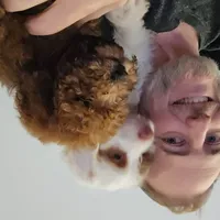 Cockapoo 3, a male Cockapoo for sale in Yorktown, VA – Photo 3 of 7