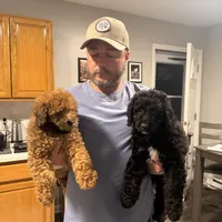 Cockapoo 3, a male Cockapoo for sale in Yorktown, VA – Photo 6 of 7