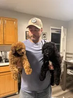 Cockapoo 3, a male Cockapoo for sale in Winchester, VA – Photo 5 of 5