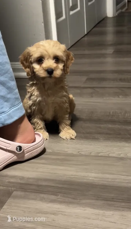Cockapoo female 1 – Cockapoo puppy for sale in Winchester, VA