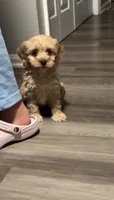 Cockapoo female 1, a female Cockapoo for sale in Winchester, VA – 1 of 1