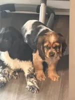 Spaniel 1, a female Cocker Spaniel for sale in Winchester, VA – 4 of 4