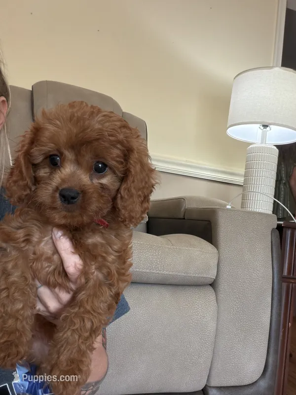 Cavapoo 3 – Cavapoo puppy for sale in Winchester, VA