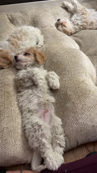 Cockapoo 3, a female Cockapoo for sale in Winchester, VA – 6 of 6
