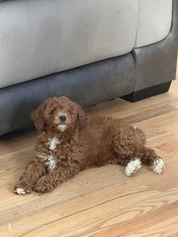 Irish doodle 3 – Irish Doodle puppy for sale in Winchester, VA