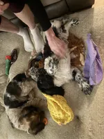 Spaniel 2, a male Cocker Spaniel for sale in Winchester, VA – 2 of 4