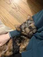 Male2, a male Yorkshire Terrier for sale in Winchester, VA – Photo 5 of 5