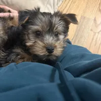 Male2, a male Yorkshire Terrier for sale in Yorktown, VA – Photo 4 of 5