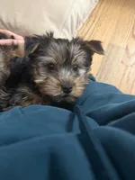 Male2, a male Yorkshire Terrier for sale in Winchester, VA – Photo 4 of 5
