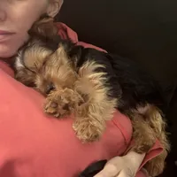 Male2, a male Yorkshire Terrier for sale in Yorktown, VA – Photo 3 of 5