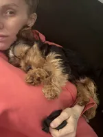 Male2, a male Yorkshire Terrier for sale in Winchester, VA – Photo 3 of 5