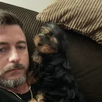 Male2, a male Yorkshire Terrier for sale in Yorktown, VA – Photo 1 of 5