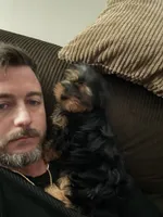 Male2, a male Yorkshire Terrier for sale in Winchester, VA – Photo 1 of 5