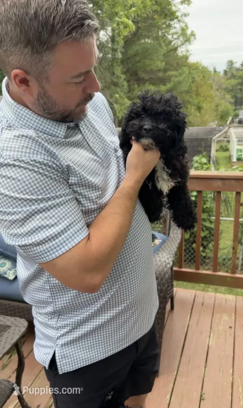 Shihpoo 2 – Shihpoo puppy for sale in Winchester, VA