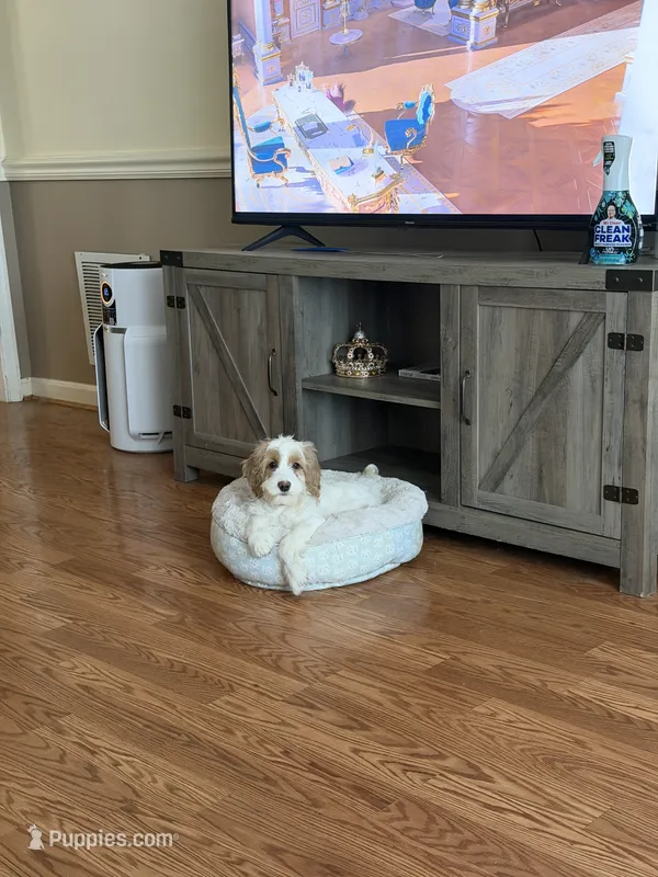 Cockapoo 3 – Cockapoo puppy for sale in Winchester, VA