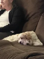 Cavapoo female, a female Cavapoo for sale in Winchester, VA – 7 of 10